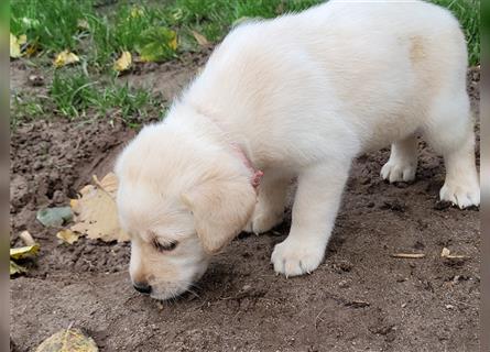 Reinrassige Labradorwelpen