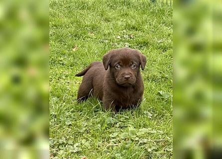 Reinrassige Labrador Retriever Welpen, schokobraun