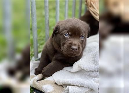 Reinrassige Labrador Retriever Welpen, schokobraun