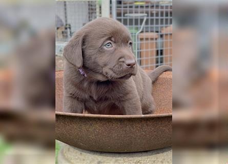 Reinrassige Labrador Retriever Welpen, schokobraun