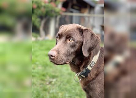 Reinrassige Labrador Retriever Welpen, schokobraun