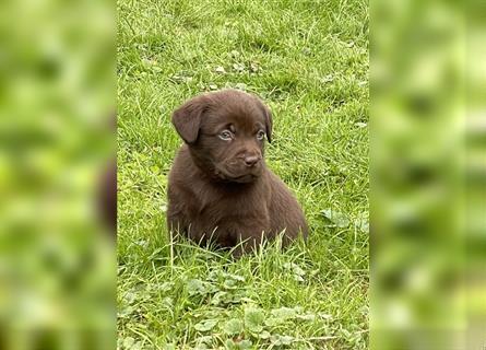 Reinrassige Labrador Retriever Welpen, schokobraun