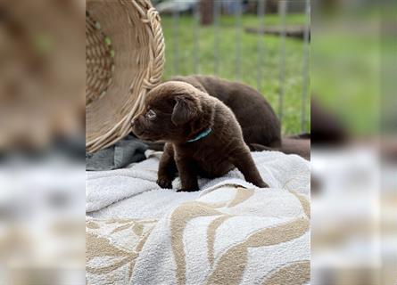 Reinrassige Labrador Retriever Welpen, schokobraun