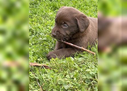 Reinrassige Labrador Retriever Welpen, schokobraun