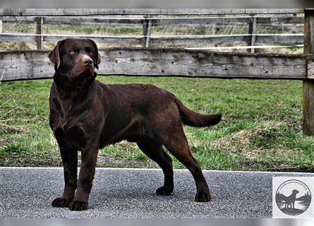 Reinrassige Labrador Retriever Welpen, schokobraun