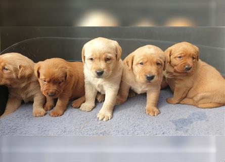 Labrador Welpen reinrassig mit Ahnentafel, foxred/blond