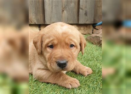 Labrador Welpen reinrassig mit Ahnentafel, foxred/blond