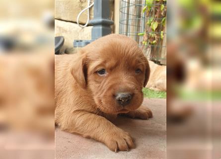 Labrador Welpen reinrassig mit Ahnentafel, foxred/blond