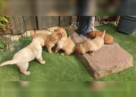 Labrador Welpen reinrassig mit Ahnentafel, foxred/blond