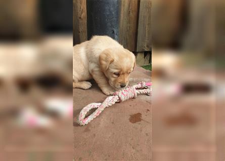 Labrador Welpen reinrassig mit Ahnentafel, foxred/blond