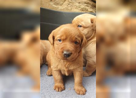 Labrador Welpen reinrassig mit Ahnentafel, foxred/blond