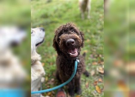 Labradordoodle f1b Mädchen sehr lieb und gut hörend