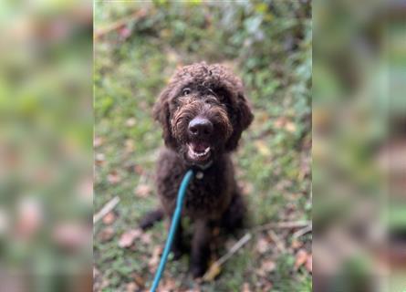 Labradordoodle f1b Mädchen sehr lieb und gut hörend