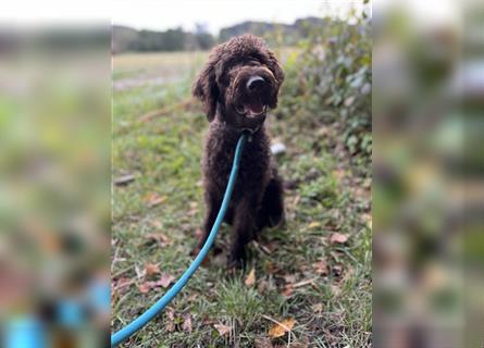 Labradordoodle f1b Mädchen sehr lieb und gut hörend