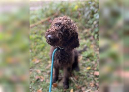 Labradordoodle f1b Mädchen sehr lieb und gut hörend