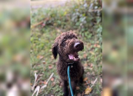 Labradordoodle f1b Mädchen sehr lieb und gut hörend