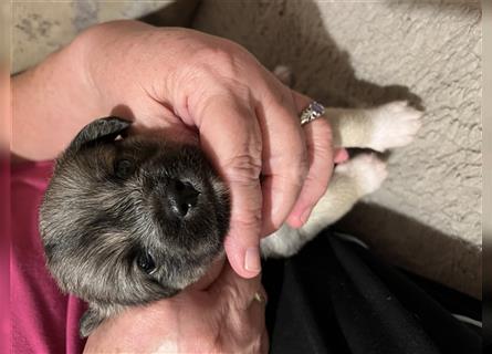 2 Mischlingsrüden Maltesermix / Foxterriermix