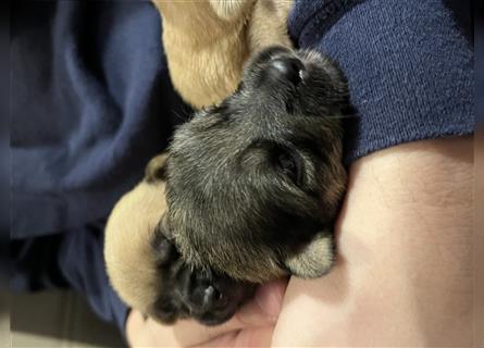 2 Mischlingsrüden Maltesermix / Foxterriermix