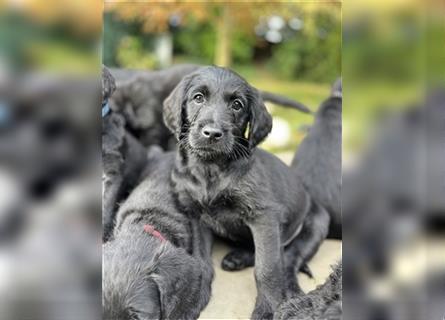 Labradoodle Welpen abgabebereit