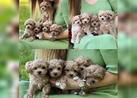 Maltipoo Welpen abzugeben