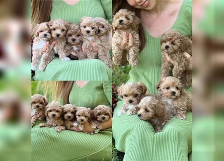 Maltipoo Welpen abzugeben