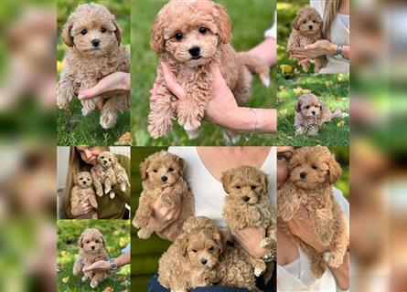 Maltipoo Welpen abzugeben