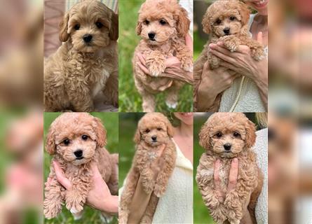 Maltipoo Welpen abzugeben