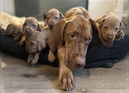 Zuckersüße Magyar Vizsla Welpen mit Papieren gerne an Nichtjäger abzugeben!