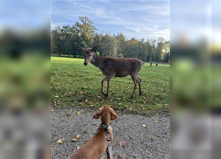 Zuckersüße Magyar Vizsla Welpen mit Papieren gerne an Nichtjäger abzugeben!