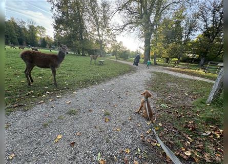 Zuckersüße Magyar Vizsla Welpen mit Papieren gerne an Nichtjäger abzugeben!