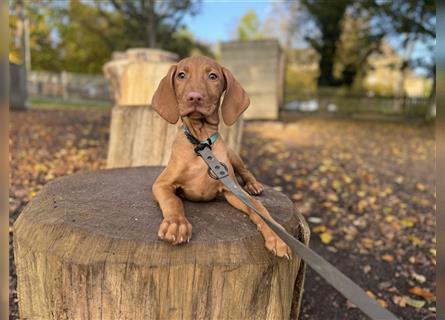 Zuckersüße Magyar Vizsla Welpen mit Papieren gerne an Nichtjäger abzugeben!