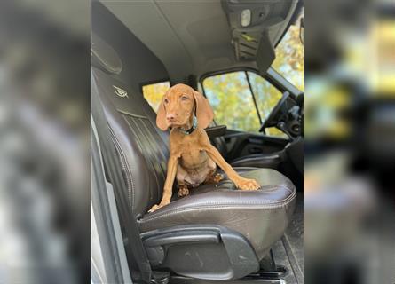 Zuckersüße Magyar Vizsla Welpen mit Papieren gerne an Nichtjäger abzugeben!