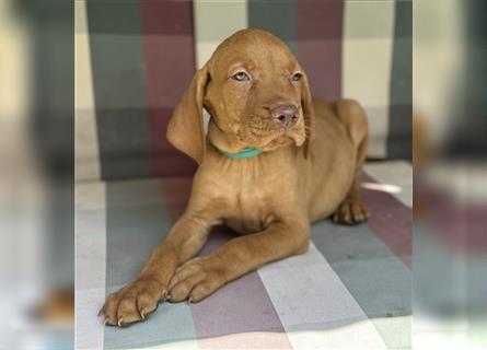 Zuckersüße Magyar Vizsla Welpen mit Papieren gerne an Nichtjäger abzugeben!