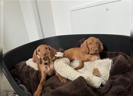 Zuckersüße Magyar Vizsla Welpen mit Papieren gerne an Nichtjäger abzugeben!