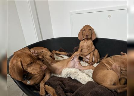 Zuckersüße Magyar Vizsla Welpen mit Papieren gerne an Nichtjäger abzugeben!