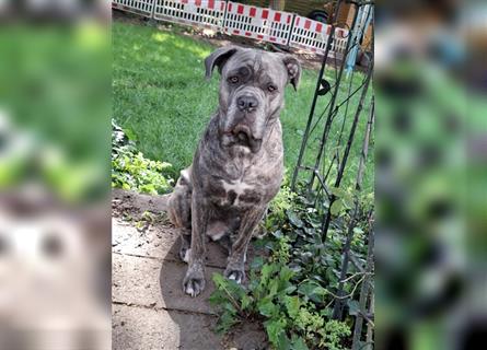 Cane Corso Welpen