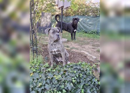 Cane Corso Welpen