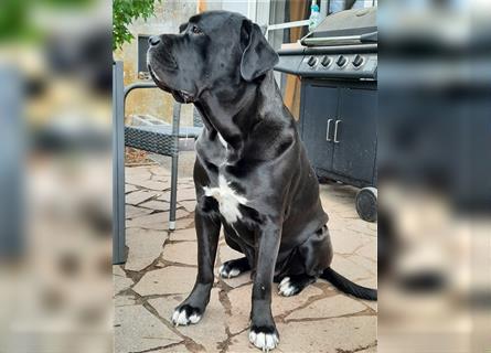 Cane Corso Welpen