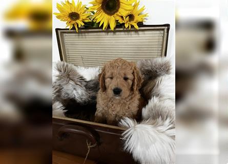 Goldendoodle F1 medium