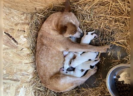 Australian Cattle Dog Welpen