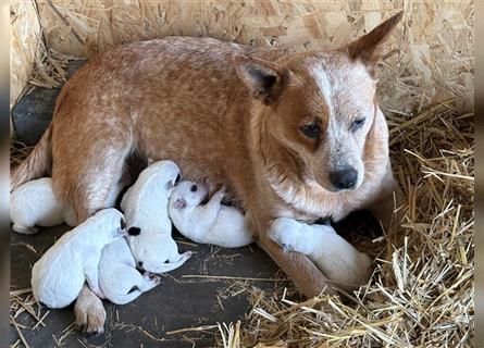 Australian Cattle Dog Welpen