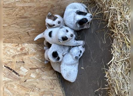 Australian Cattle Dog Welpen