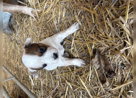 Australian Cattle Dog Welpe