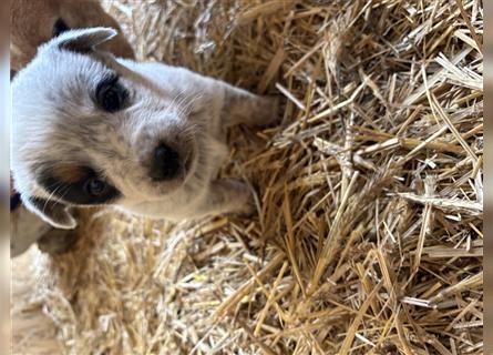 Australian Cattle Dog Welpe