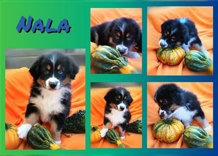 Reinrassige Australian Shepherd Welpen aus einer Spitzenverpaarung mit ASCA Papiere....