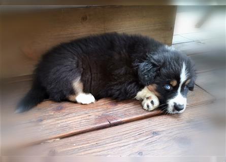 Reinrassige Australian Shepherd Welpen aus einer Spitzenverpaarung mit ASCA Papiere....