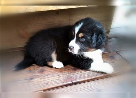 Reinrassige Australian Shepherd Welpen aus einer Spitzenverpaarung mit ASCA Papiere....