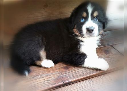 Reinrassige Australian Shepherd Welpen aus einer Spitzenverpaarung mit ASCA Papiere....