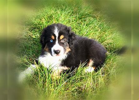 Reinrassige Australian Shepherd Welpen aus einer Spitzenverpaarung mit ASCA Papiere....