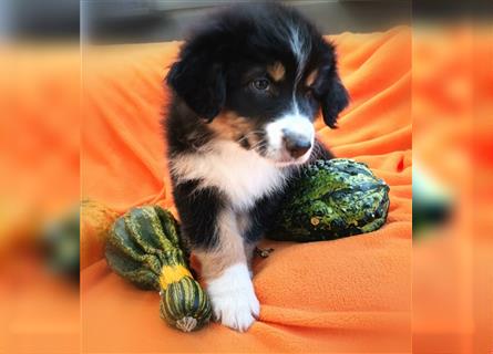 Reinrassige Australian Shepherd Welpen aus einer Spitzenverpaarung mit ASCA Papiere....